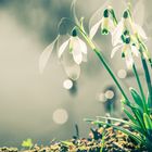 Kleines Schneeglöckchen (Galanthus nivalis), common snowdrop