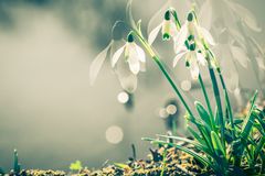 Kleines Schneeglöckchen (Galanthus nivalis), common snowdrop