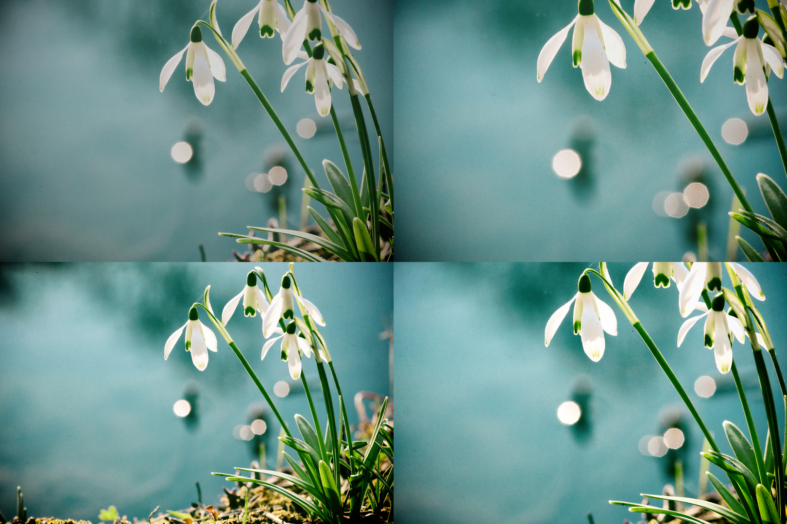 Kleines Schneeglöckchen (Galanthus nivalis), common snowdrop