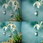 Kleines Schneeglöckchen (Galanthus nivalis), common snowdrop