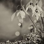 Kleines Schneeglöckchen (Galanthus nivalis), common snowdrop