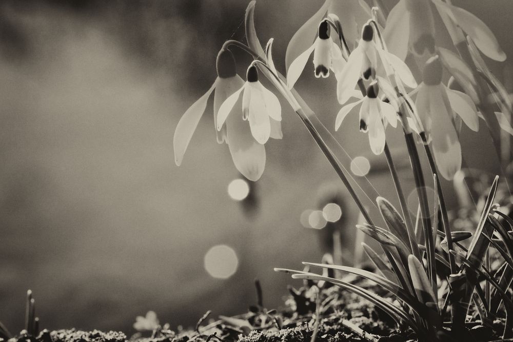 Kleines Schneeglöckchen (Galanthus nivalis), common snowdrop