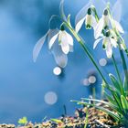 Kleines Schneeglöckchen (Galanthus nivalis), common snowdrop