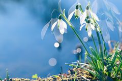 Kleines Schneeglöckchen (Galanthus nivalis), common snowdrop