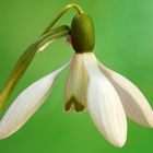  Kleines Schneeglöckchen (Galanthus nivalis) Copyright Josef Limberger 