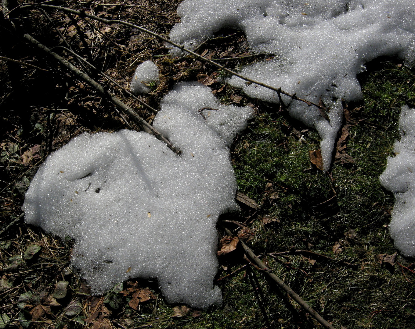 Kleines Schneehuhn