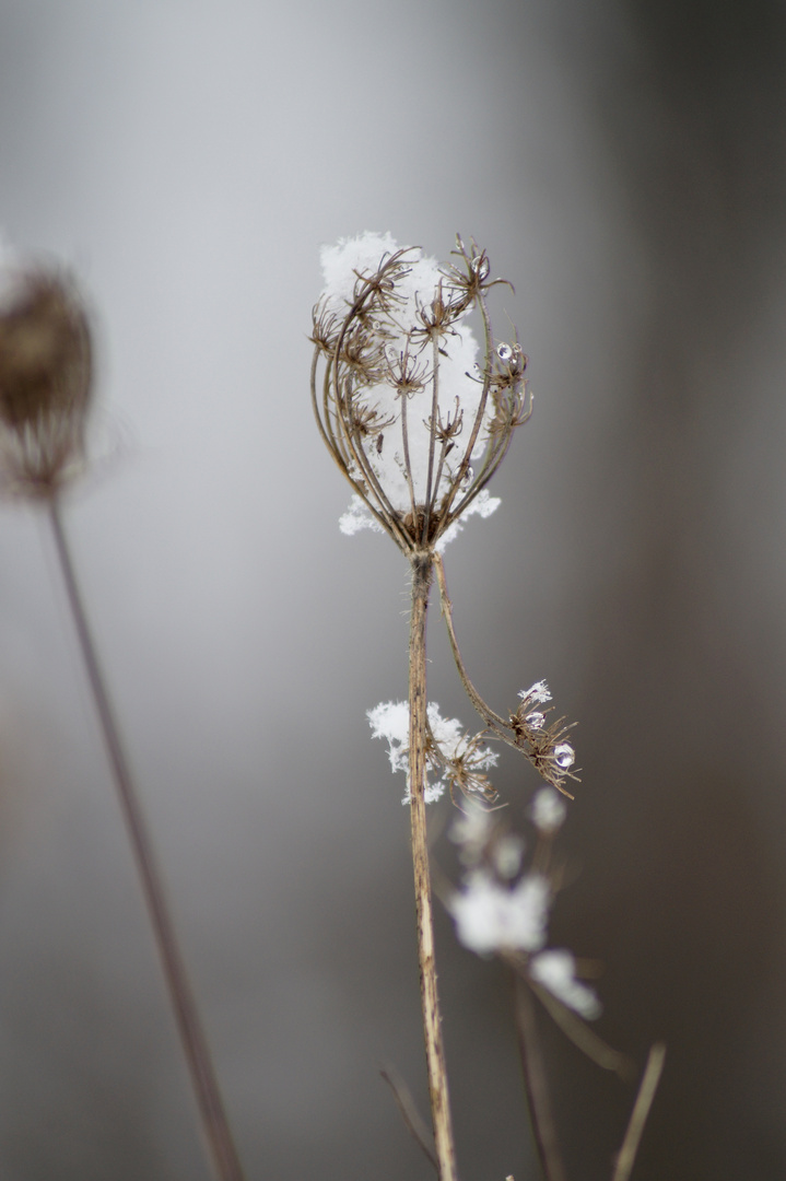 kleines Schneekörbchen