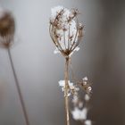 kleines Schneekörbchen