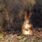 Kleines, schüchternes Eichhörnchen