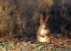 Kleines, schüchternes Eichhörnchen