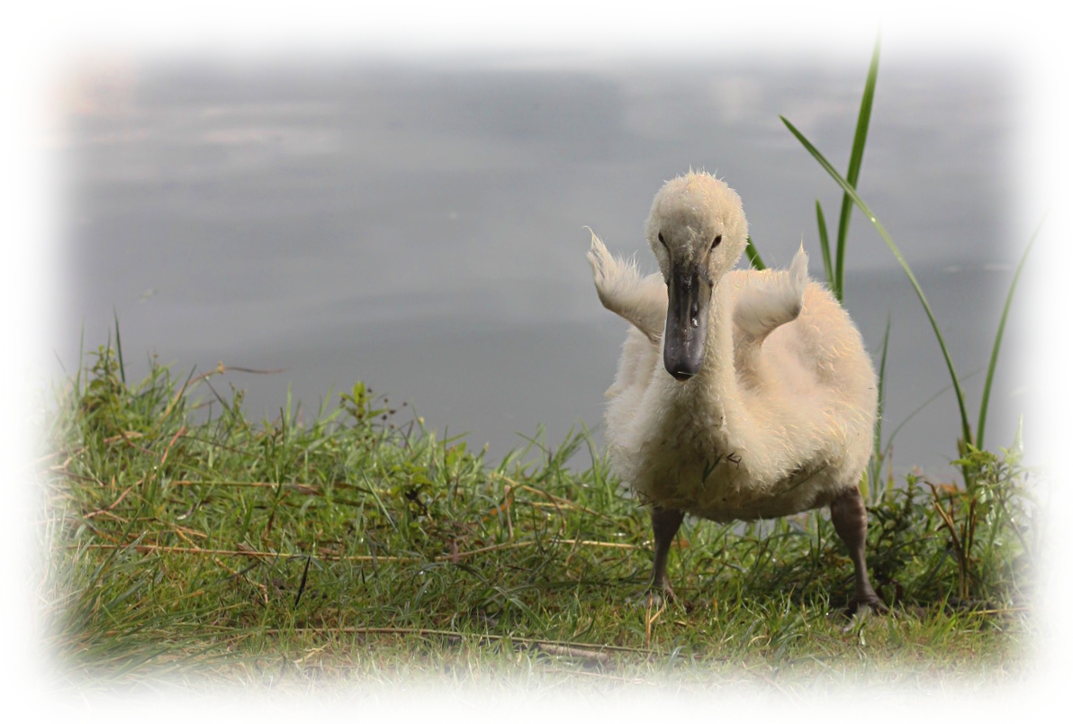 kleines Schwanenkind