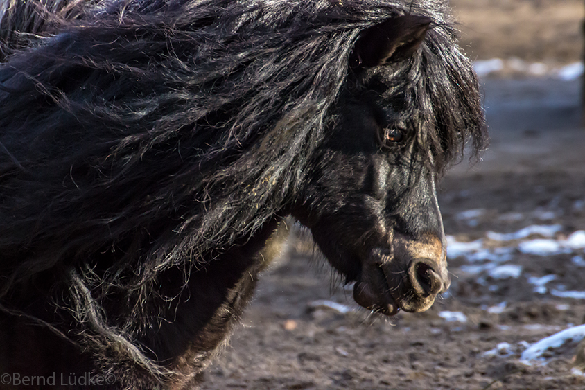 kleines schwarzes Pony