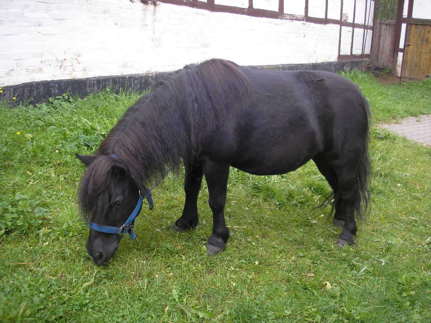 kleines schwarzes Pony auf der Wiese