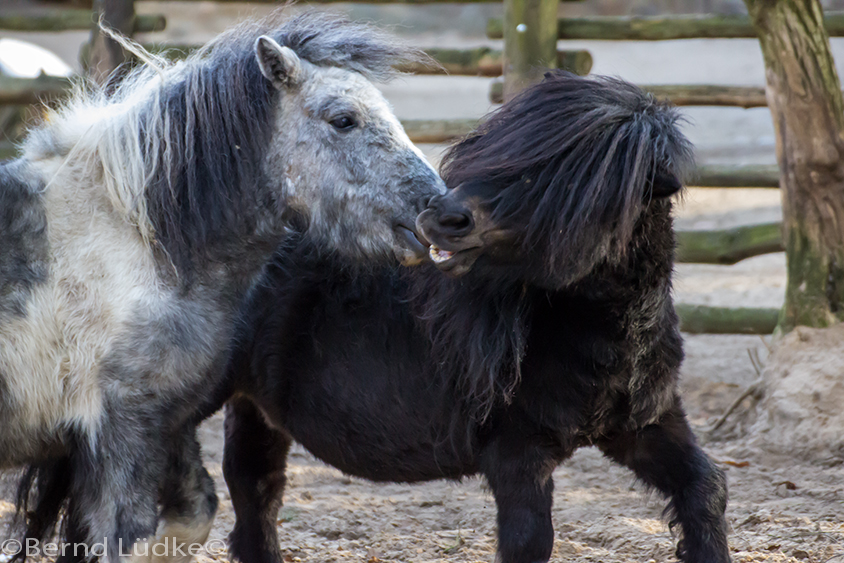 kleines schwarzes Pony stänkert