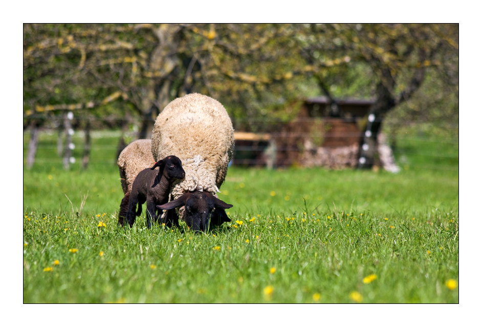 kleines schwarzes Schaf sucht Zuwendung