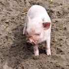 Kleines Schwein,