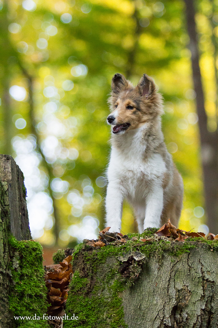 Kleines Sheltiemodel 