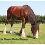 ... Kleines Shire Horse ganz groß....