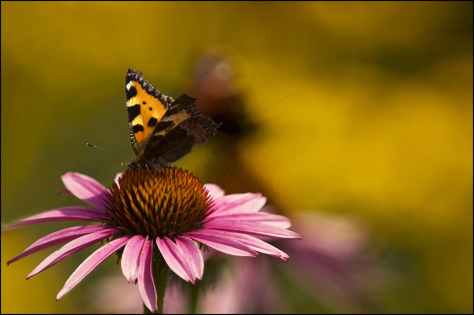 kleines Sommer Echo