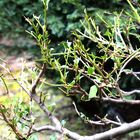 Kleines Sonntagsrätsel: Wer hat diese Blätter im Garten abgefressen?