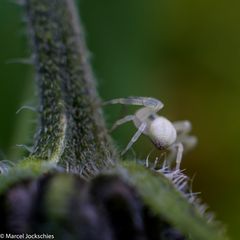 Kleines Spinnchen