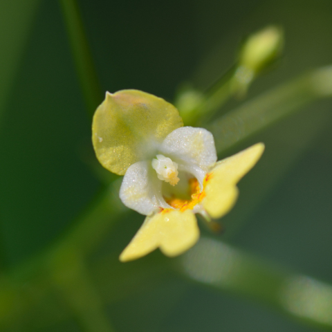 kleines Springkraut