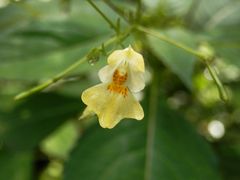  Kleines Springkraut (Impatiens parviflora)