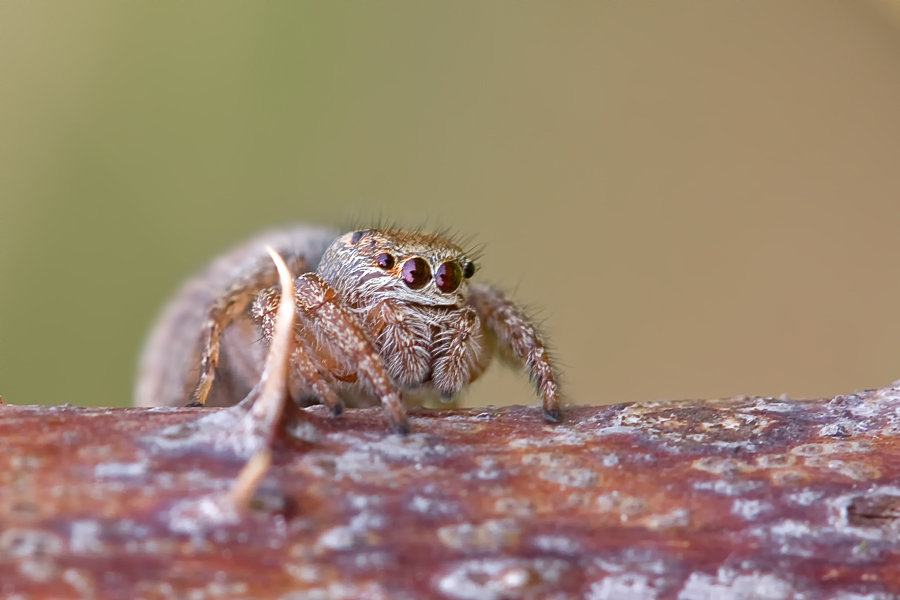 Kleines Springspinnchen