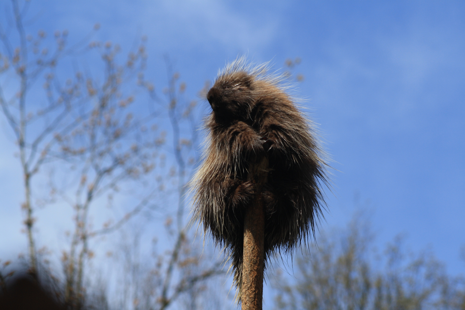 Kleines stachliges Ferkelchen