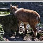 Kleines Steinböckchen