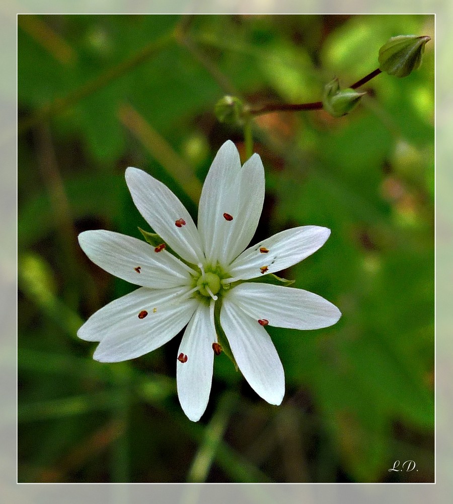 kleines Sternchen (Sternmiere)