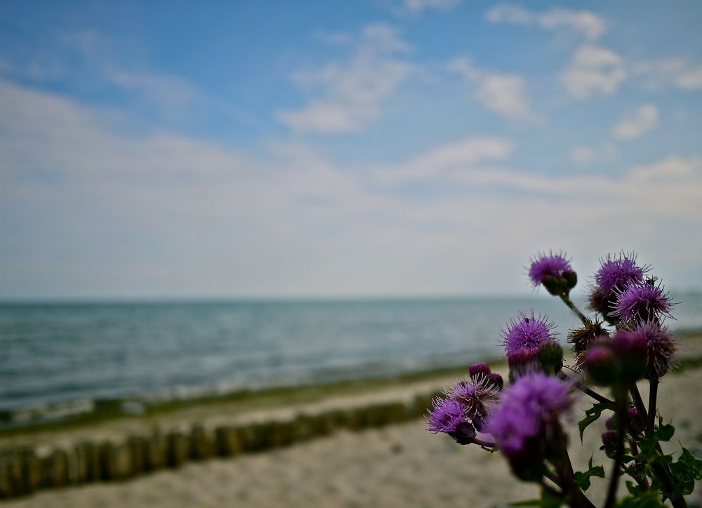 kleines Strandgestrüpp