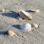 kleines Strandtier