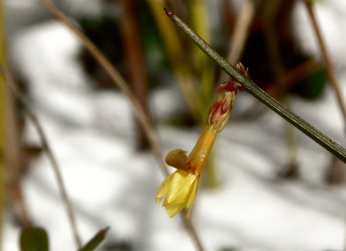 Kleines Stückchen Frühling