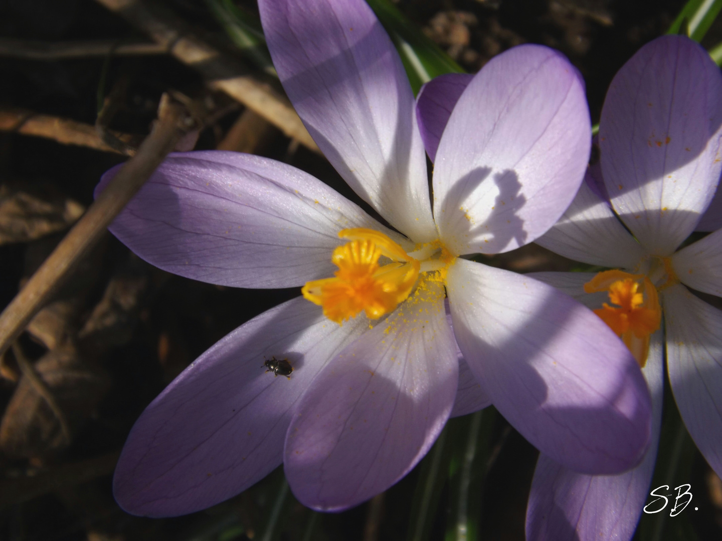 kleines süßes Blümchen