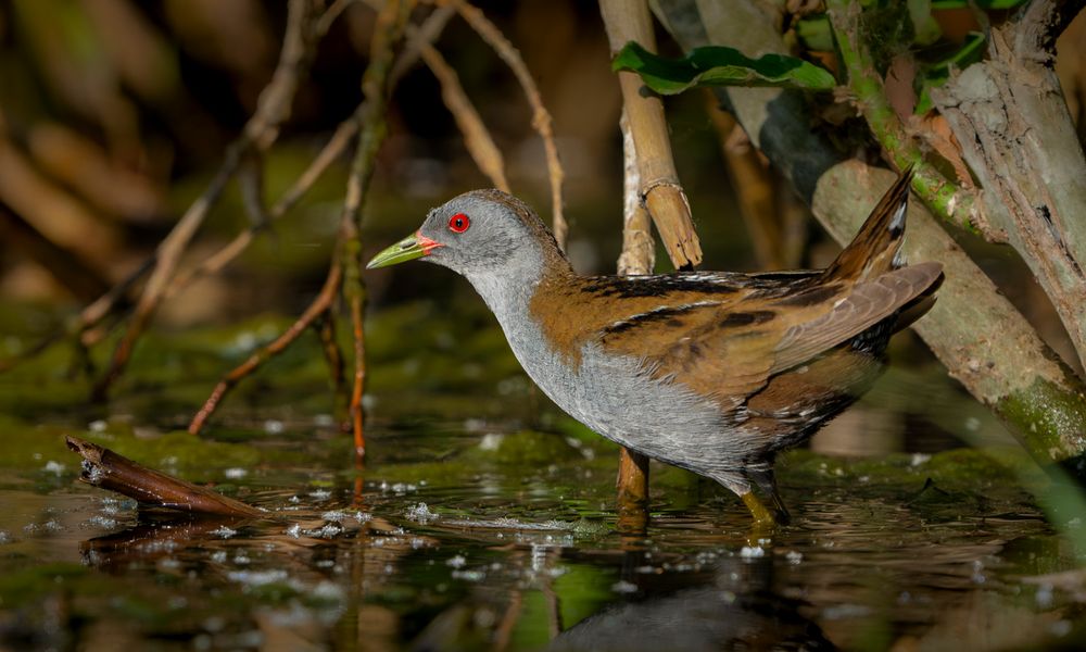Kleines Sumpfhuhn Foto & Bild tiere, wildlife, wild lebende vögel