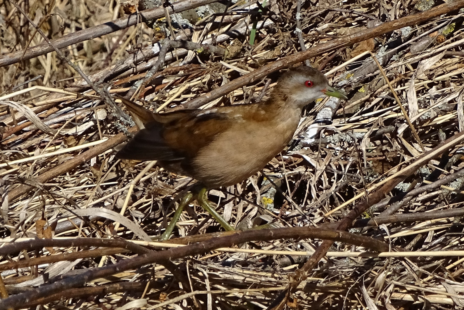 Kleines Sumpfhuhn