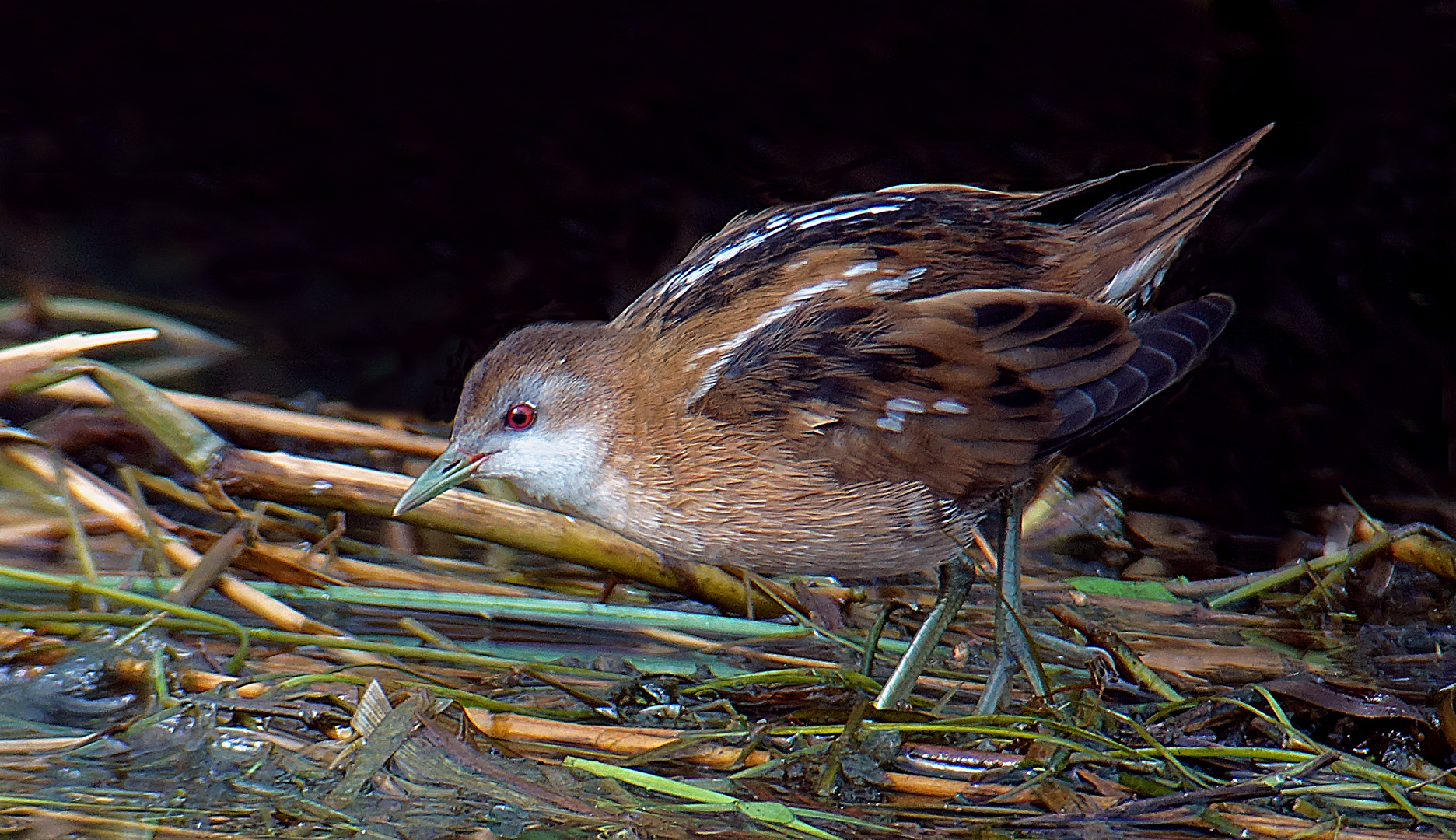 Kleines Sumpfhuhn, Oktober 2020, Schweiz