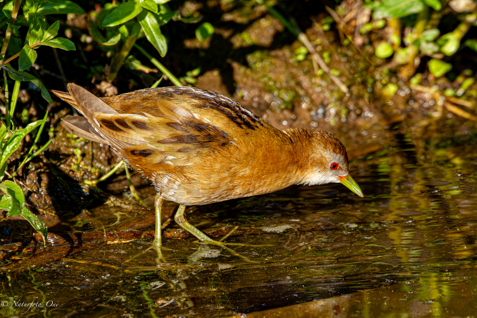 Kleines Sumpfhuhn ( Porzana Paria ) 