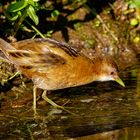 Kleines Sumpfhuhn ( Porzana Paria ) 