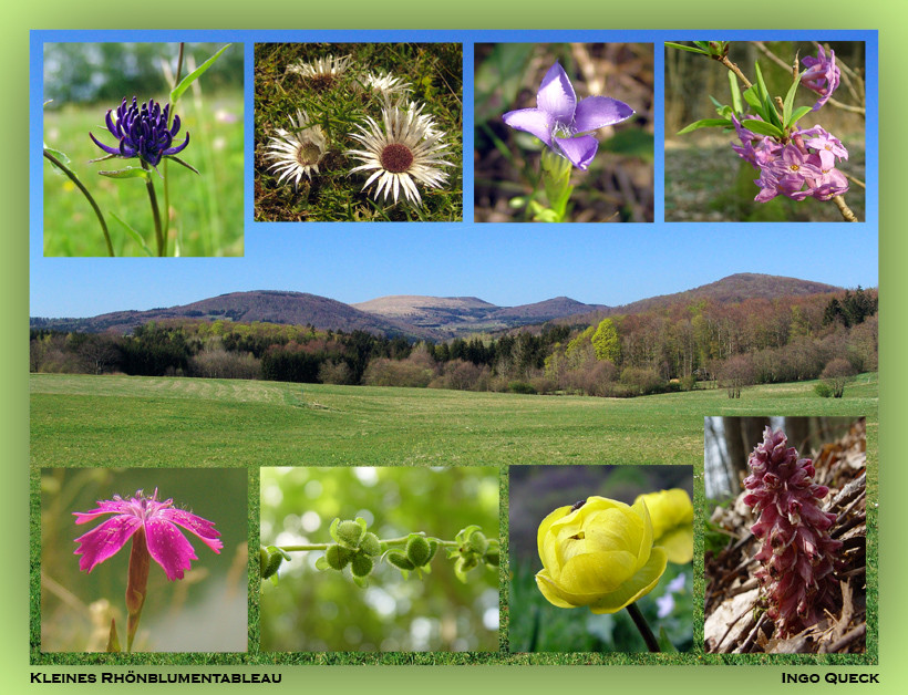 Kleines Tableau mit Blumen der Rhön