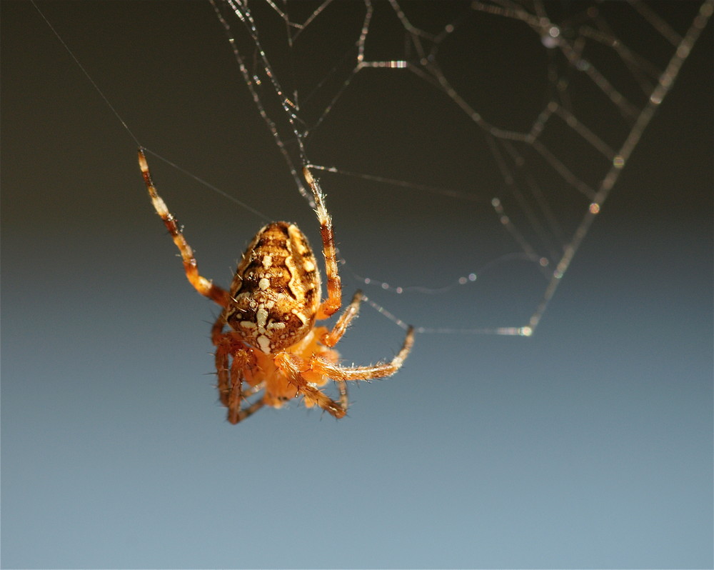 Kleines Tierchen - grosse Leistung