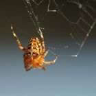 Kleines Tierchen - grosse Leistung