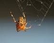 Kleines Tierchen - grosse Leistung de Glieci Camenisch 