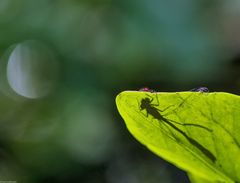 kleines Tierchen mit grossem Schatten