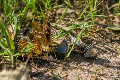 Kleines Treffen am Fuchskot