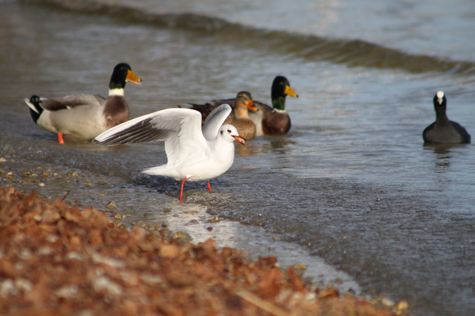 Kleines treffen am Ufer :)