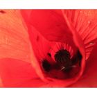 ...kleines Universum in Mohn-Rot...