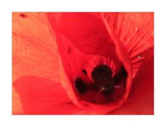 ...kleines Universum in Mohn-Rot...