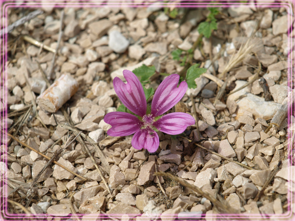 kleines Violettes Blümchen =)